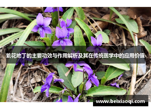紫花地丁的主要功效与作用解析及其在传统医学中的应用价值